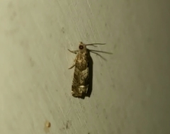 Eucosma parmatana