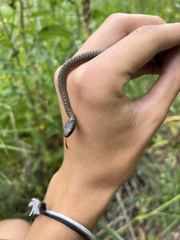 Thamnophis elegans vagrans