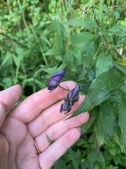 Aconitum uncinatum