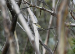 Lichmera indistincta