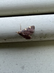 Hypsopygia