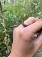 Thamnophis elegans vagrans
