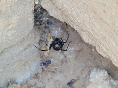 Latrodectus hesperus