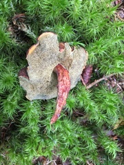 Xerocomellus truncatus