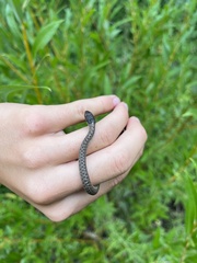 Thamnophis elegans vagrans