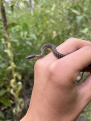 Thamnophis elegans vagrans