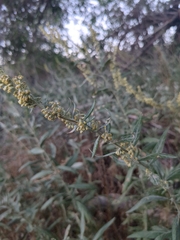 Artemisia douglasiana