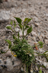 Draba sharsmithii