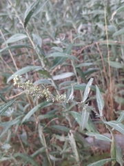Artemisia douglasiana