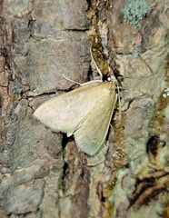 Pyraustinae