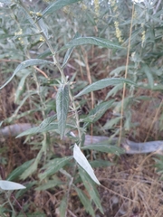Artemisia douglasiana