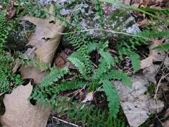 Asplenium platyneuron