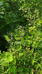 Clinopodium chinense