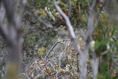 Malurus