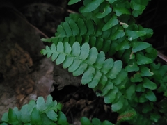 Asplenium platyneuron