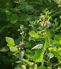 Clinopodium chinense