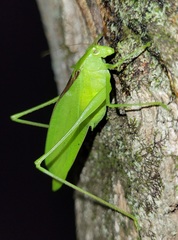 Amblycorypha