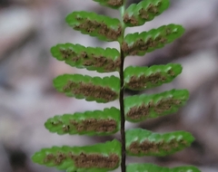 Asplenium platyneuron