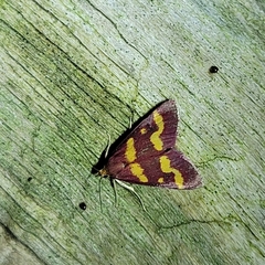 Pyrausta tyralis