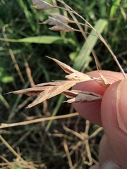 Bromus