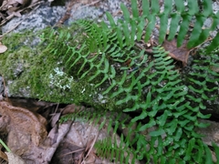 Asplenium platyneuron
