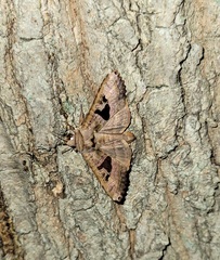 Phlogophora periculosa