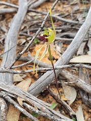 Caladenia verrucosa