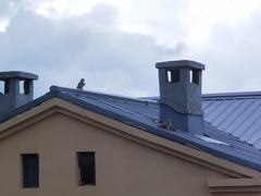 Falco tinnunculus