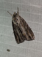 Acronicta lithospila