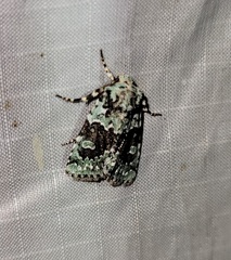 Lacinipolia explicata