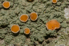 Lecanoromycetes