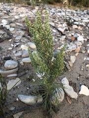 Artemisia campestris