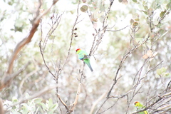 Purpureicephalus spurius