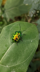 Chrysocoris stollii