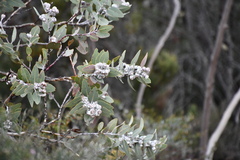 Eucalyptus pleurocarpa