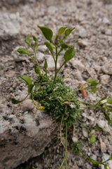 Draba sharsmithii