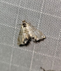 Acentropinae