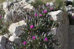 Carpobrotus