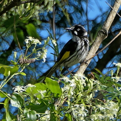 Phylidonyris novaehollandiae