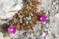 Disphyma crassifolium