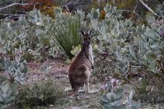Macropus fuliginosus