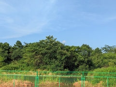 Tetradium glabrifolium