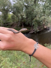 Thamnophis elegans vagrans