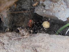 Latrodectus geometricus