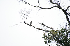 Anthochaera carunculata