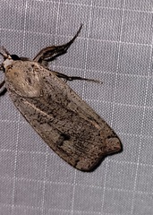 Noctua pronuba