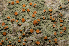 Lecanoromycetes