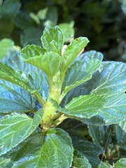 Periploca ceanothiella