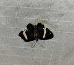 Trichodezia albovittata