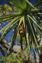 Pandanus